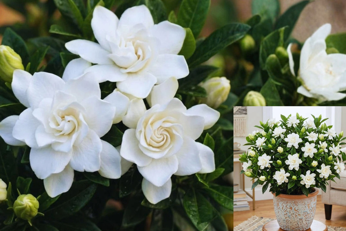 2 Cape Jasmine Live Plants – 4–6 Inch Starters – Gardenia sp.