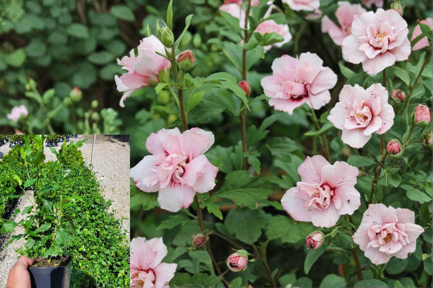 Blushing Bride Rose of Sharon Live Plant 1 QT – Hibiscus syriacus