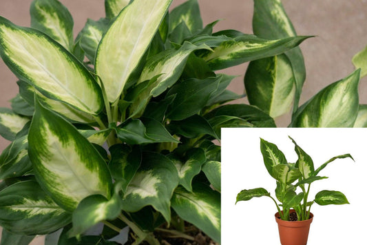 Dieffenbachia Camille Live Plant, Variegated Indoor Houseplant, 4 Inch Nursery Pot, Tropical Foliage Plant for Home or Office
