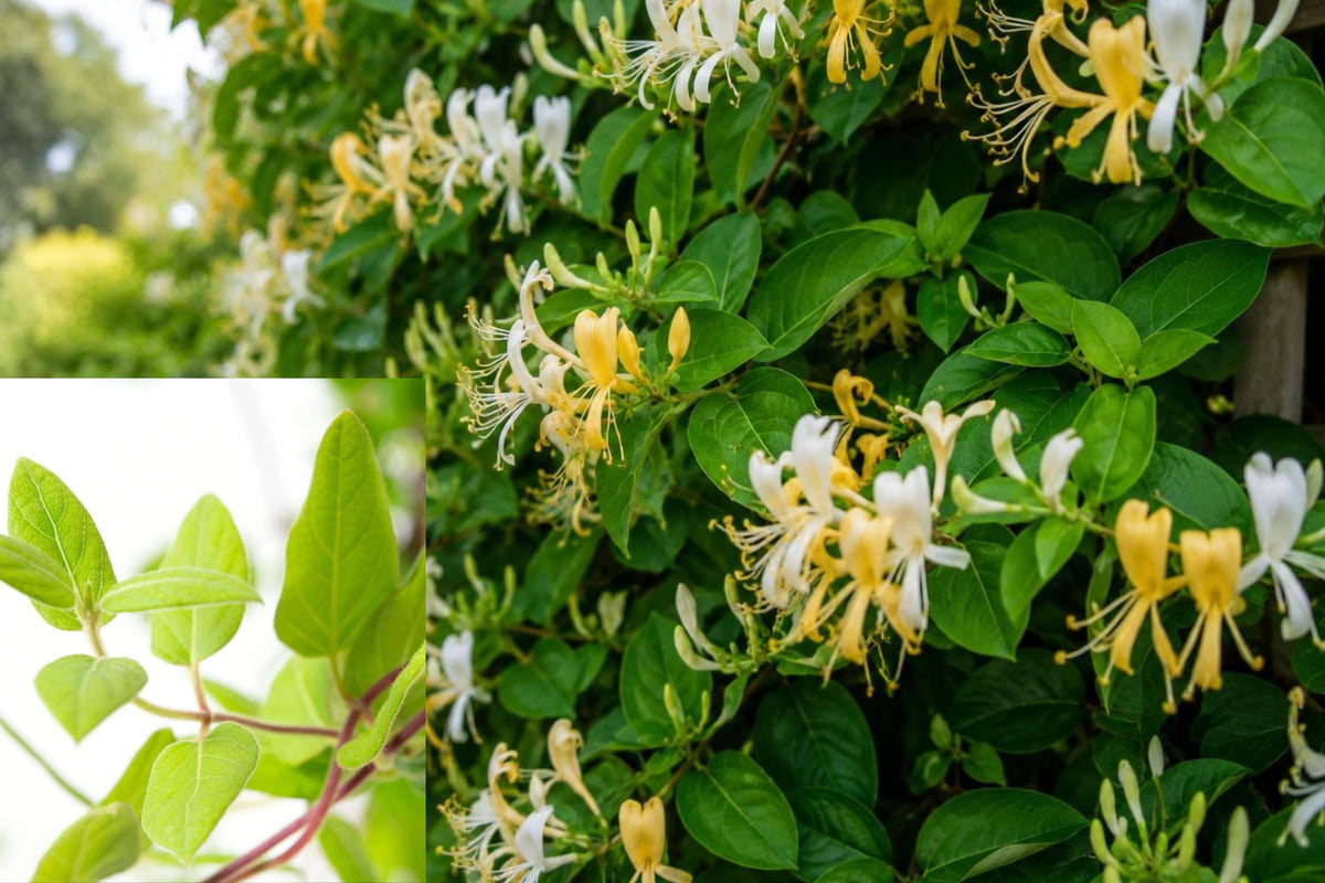 Japanese Honeysuckle Cuttings, Lonicera japonica Vine, 10 Unrooted 8 Inch Cuttings for Plant Propagation