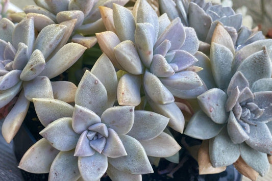 Ghost Plant Graptopetalum Rooted Live Plant – 2 Inch – Graptopetalum paraguayense