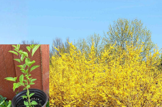 Lynwood Gold Forsythia Live Plant, Yellow Flowering Shrub, 6–12 Inch Potted Bush, Outdoor Garden Plant, Spring Blooming Shrub