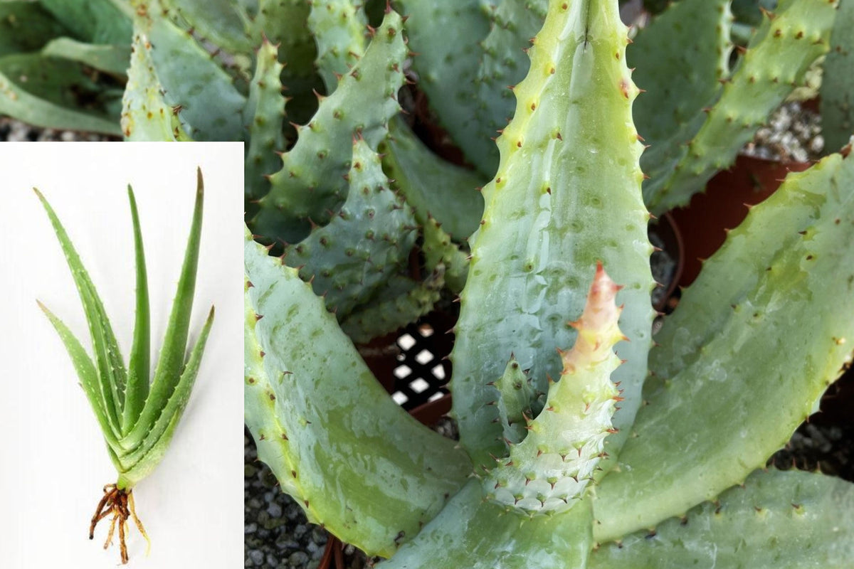 Cape Aloe Live Plant, Aloe Ferox Bare Root Succulent, 4 Inch Aloe Starter, Drought Tolerant Outdoor Plant