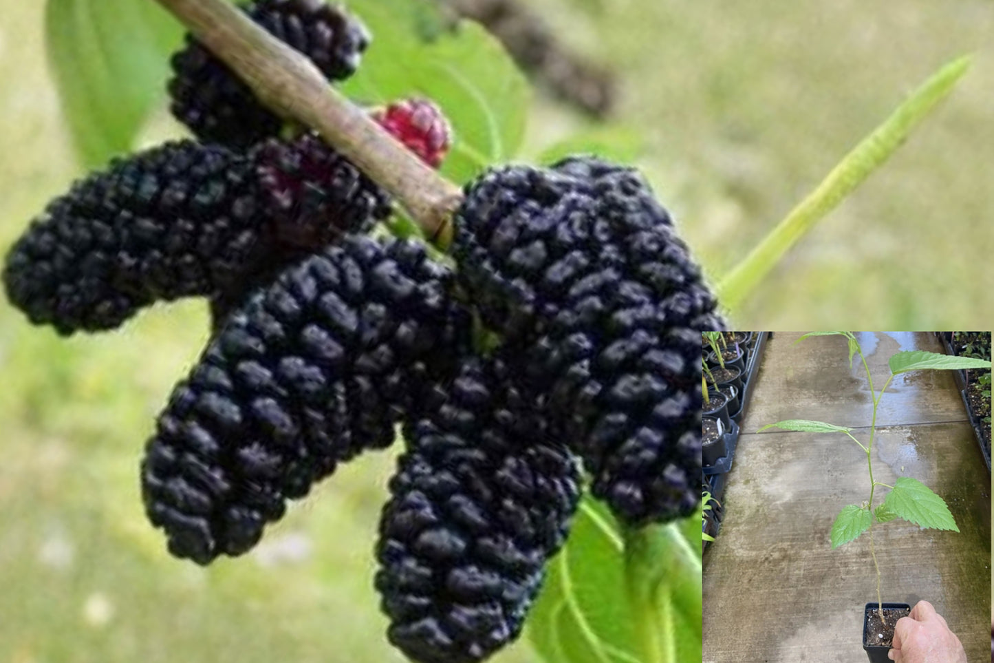 Dwarf Everbearing Mulberry Tree 1 Live Plant – Morus nigra