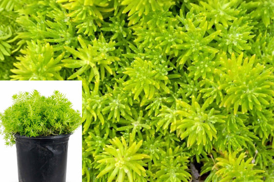 Sedum Lemon Ball Live Plants, 2 Inch Succulent Ground Cover, Low Growing Outdoor Garden Plant, 6 Pack