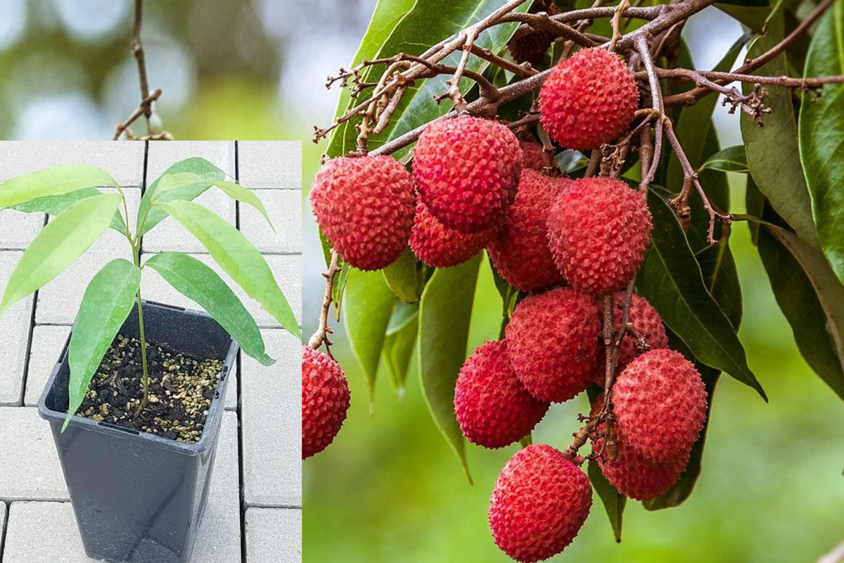 Lychee Tree Live Plant, 5–8 Inch Tropical Fruit Seedling, Outdoor Garden Tree Starter for Warm Climates