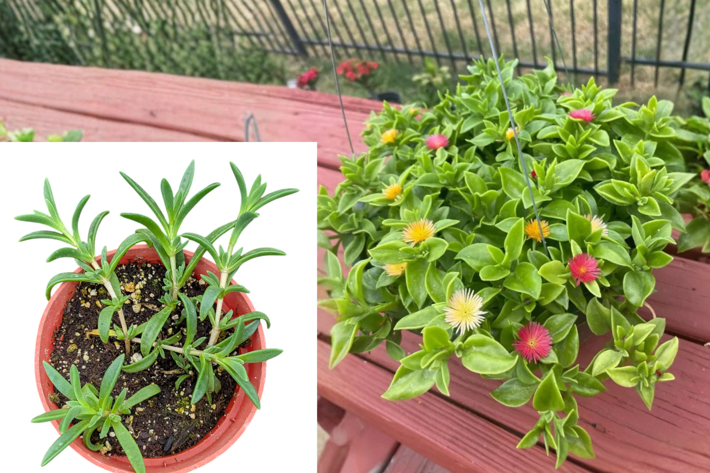 Ice Plant 1 Pot – 3 Varieties – Delosperma spp. Live Succulent