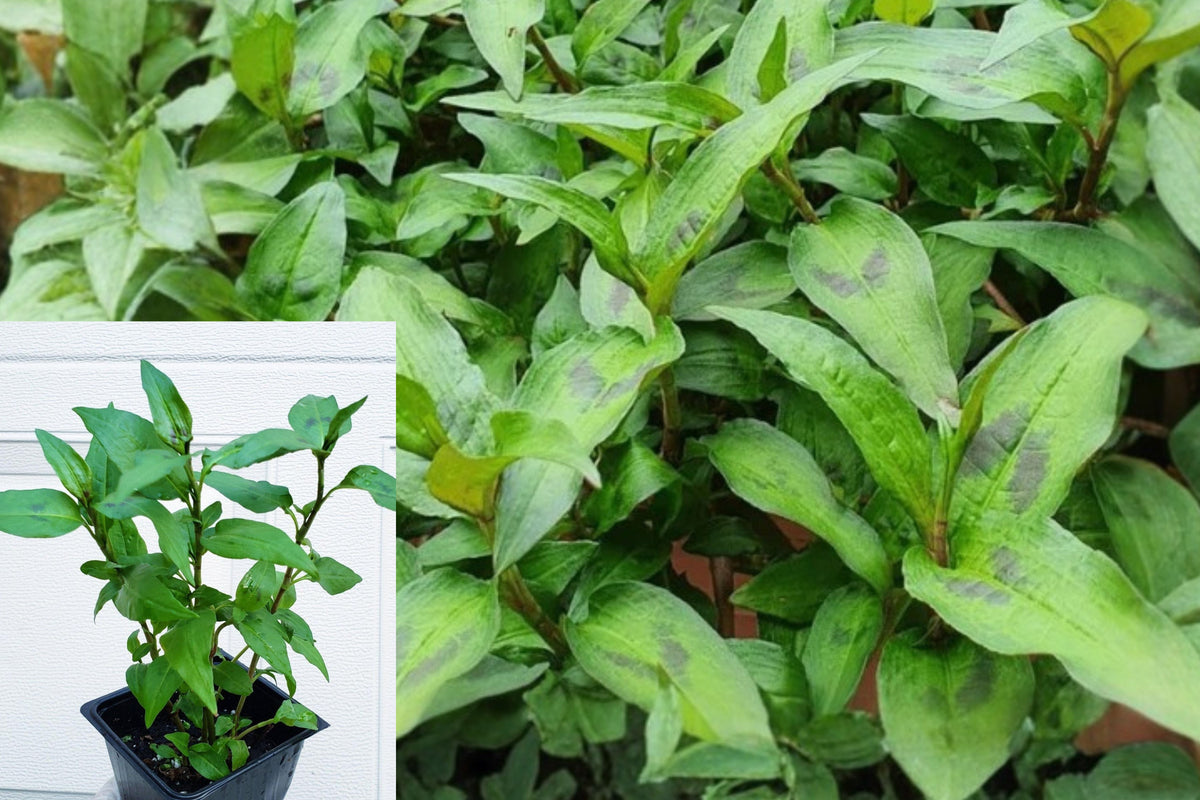 Vietnamese Coriander Live Plant, Rau Ram Herb in 4 Inch Pot, Vietnamese Mint Culinary Herb for Kitchen Garden