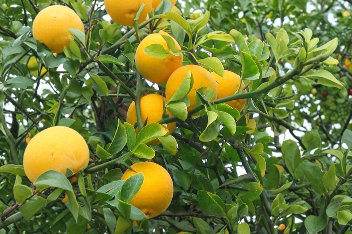 Hardy Orange 2 Live Bare Root Plants – 12 Inch – Poncirus trifoliata