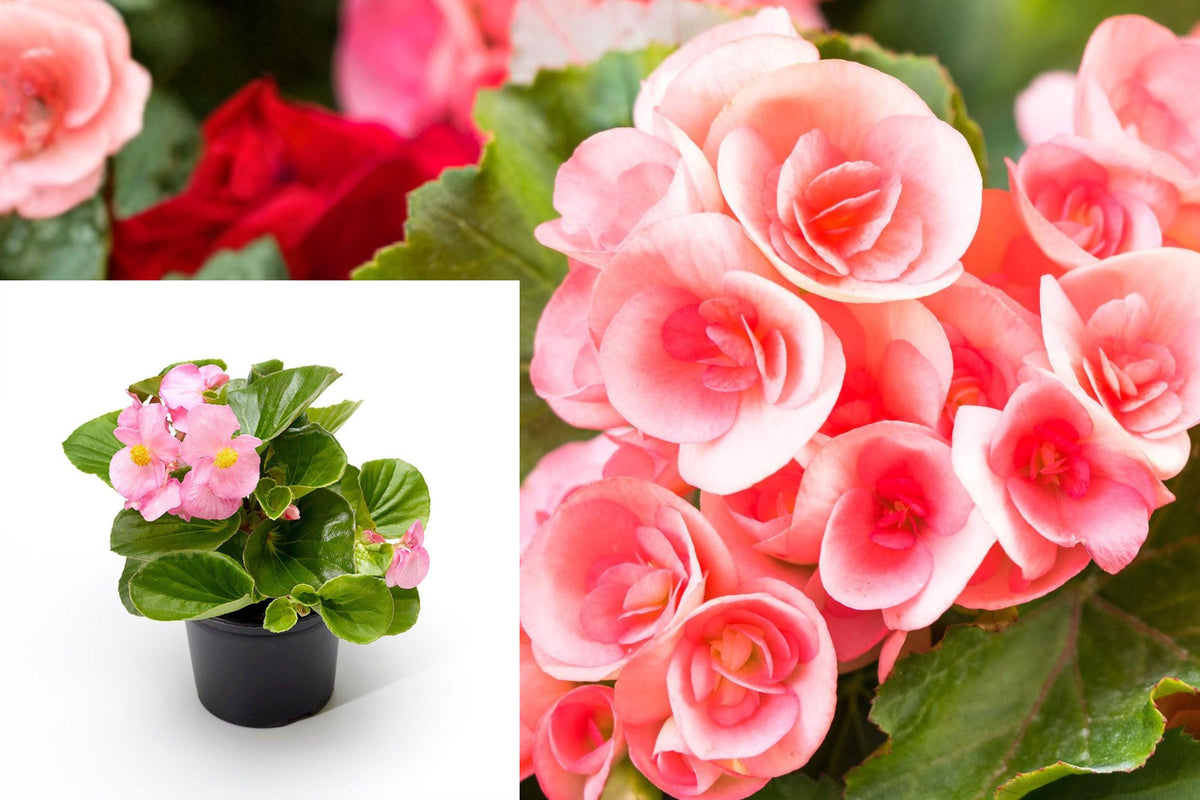 Pink Begonia Live Plant, 4 Inch Nursery Pot, 4–6 Inch Tall Flowering Houseplant for Indoor Containers and Shaded Patios