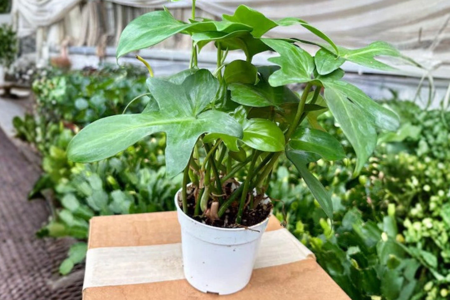 Philodendron Pedatum Live Plant – 4-Inch Size – Indoor Houseplant