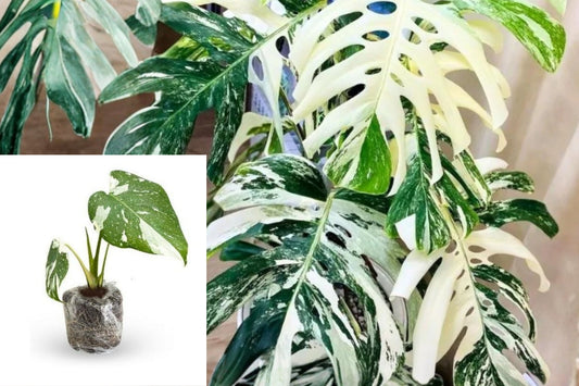 Variegated Monstera Live Plant, 5–8 Inch Tropical Houseplant, Rooted Split Leaf Plant, No Pot Included