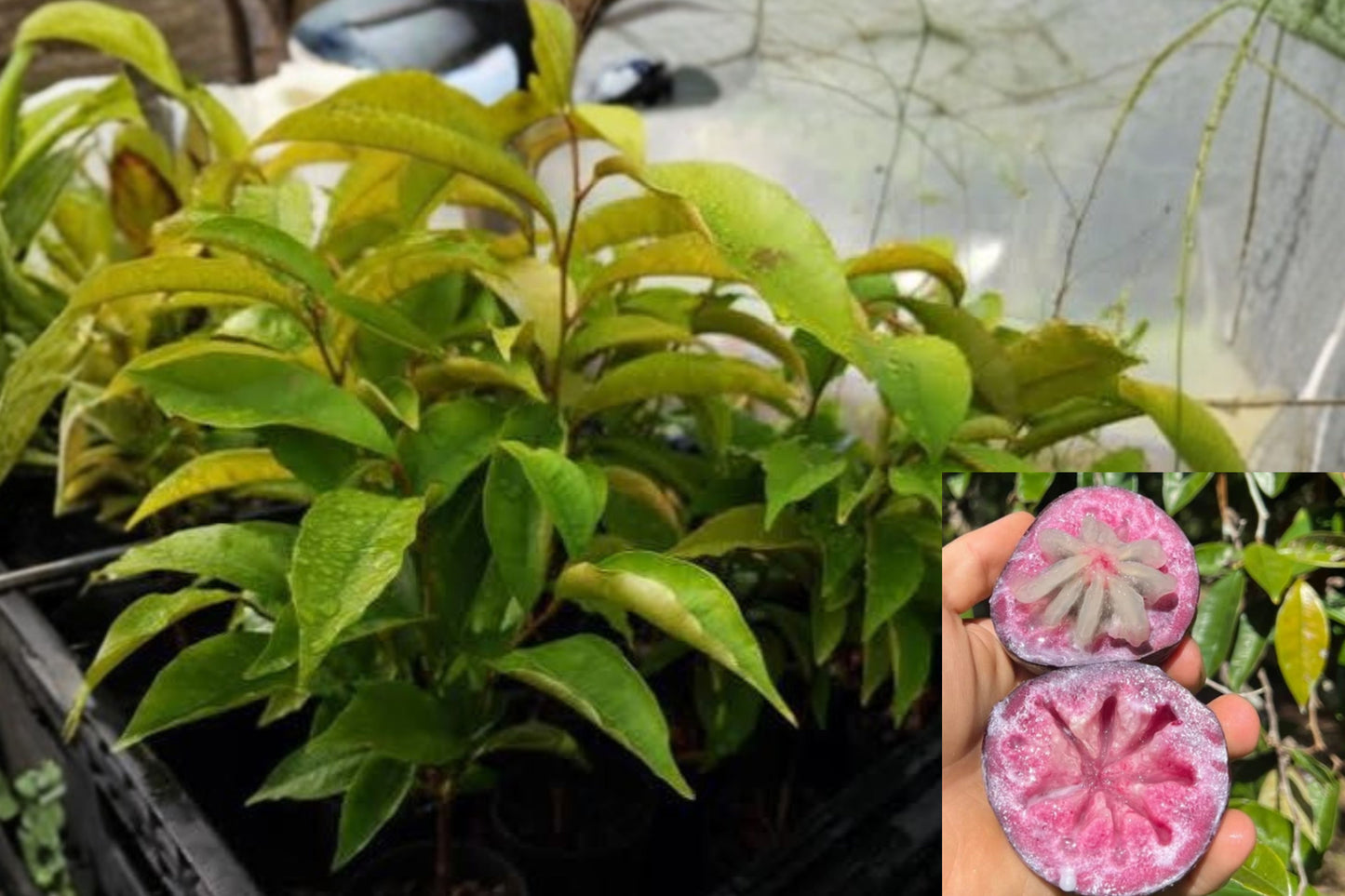 Star Apple Live Plant – 4 Inch Cell – Chrysophyllum cainito Fruit Tree