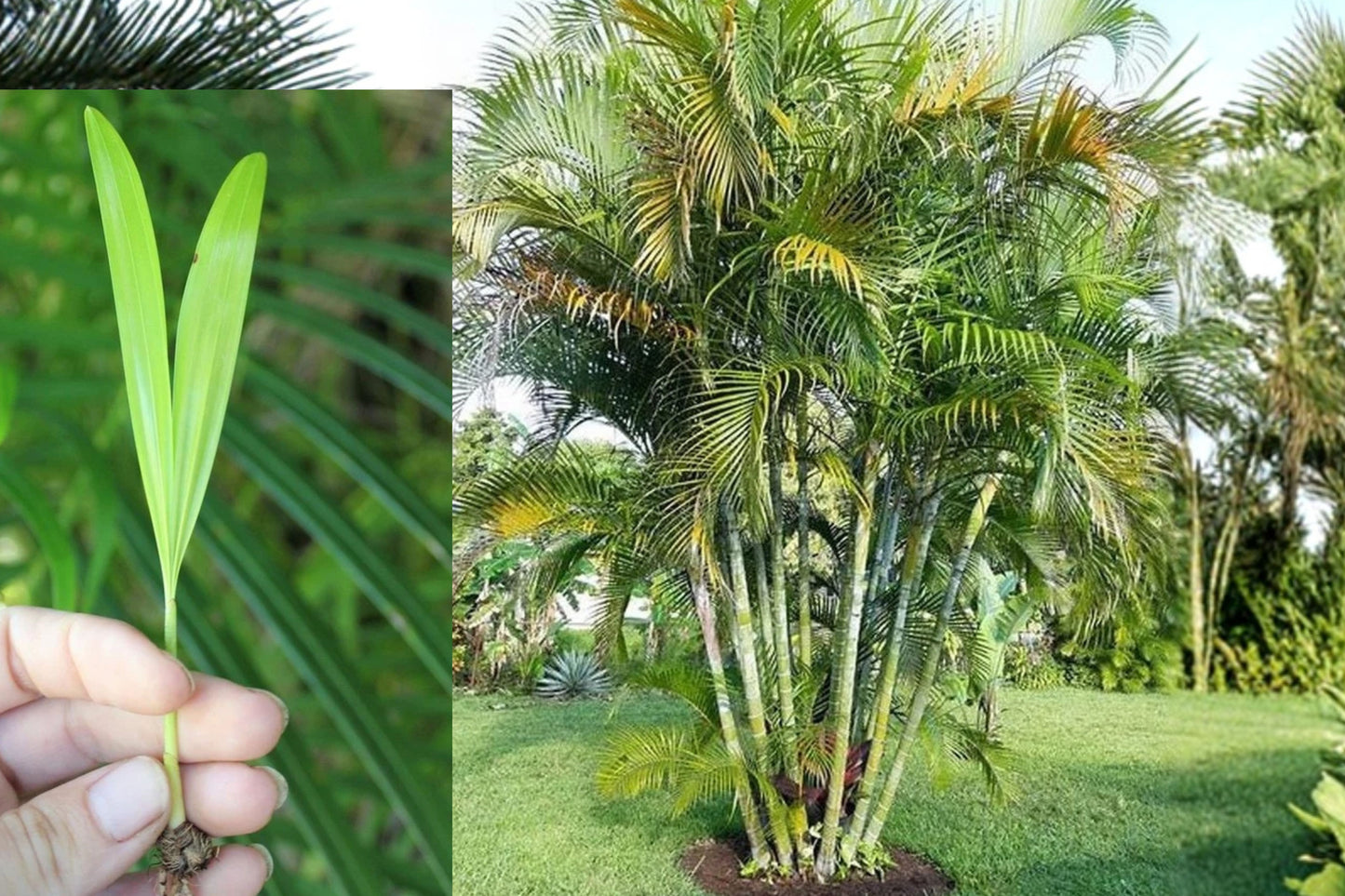 Areca Palm 5 Live Plants – Young Starter Plants – Outdoor Tropical Palm