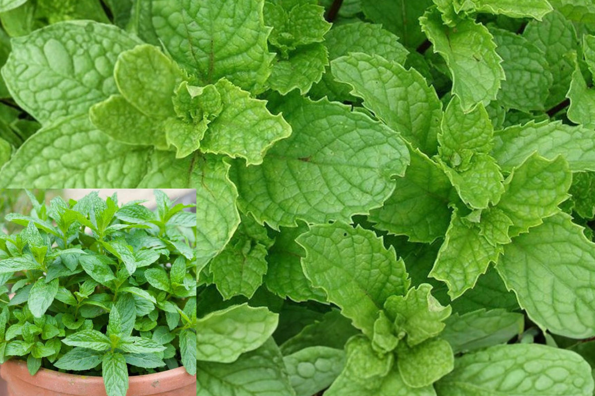 Live Spearmint Plants, 6+ Bare Root Mint Herb Starts, Aromatic Perennial for Outdoor Herb Gardens