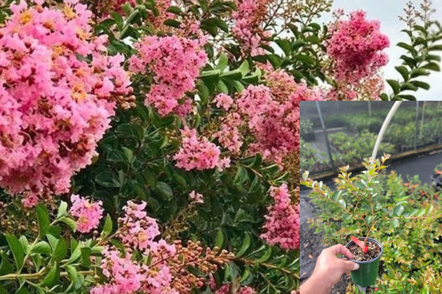 Sioux Pink Crape Myrtle Live Plant 1 Quart – Lagerstroemia