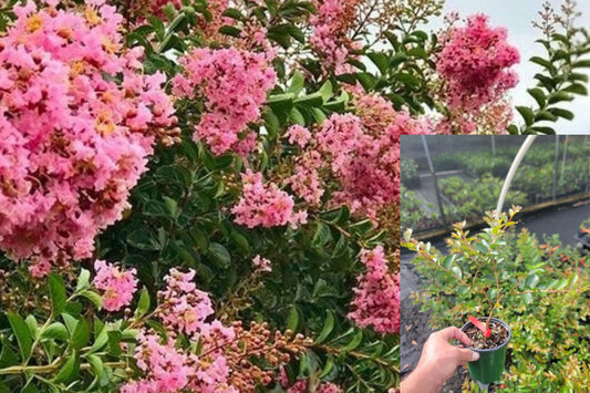 Sioux Pink Crape Myrtle Live Plant 1 Quart – Lagerstroemia