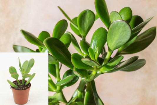 Crassula Ovata Jade Plant, Fully Rooted Live Succulent in 2 Inch Pot, Easy Care Indoor Houseplant