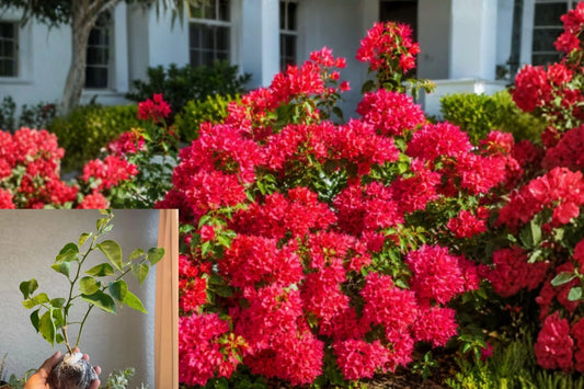 Double Red Bougainvillea Live Plants – 2 Rooted Plants, 4–6 Inch – No Pot