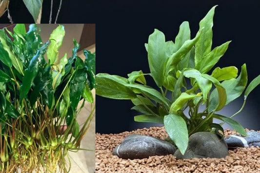 Anubias Minima 2-Inch Pot Live Aquarium Plant – Anubias barteri