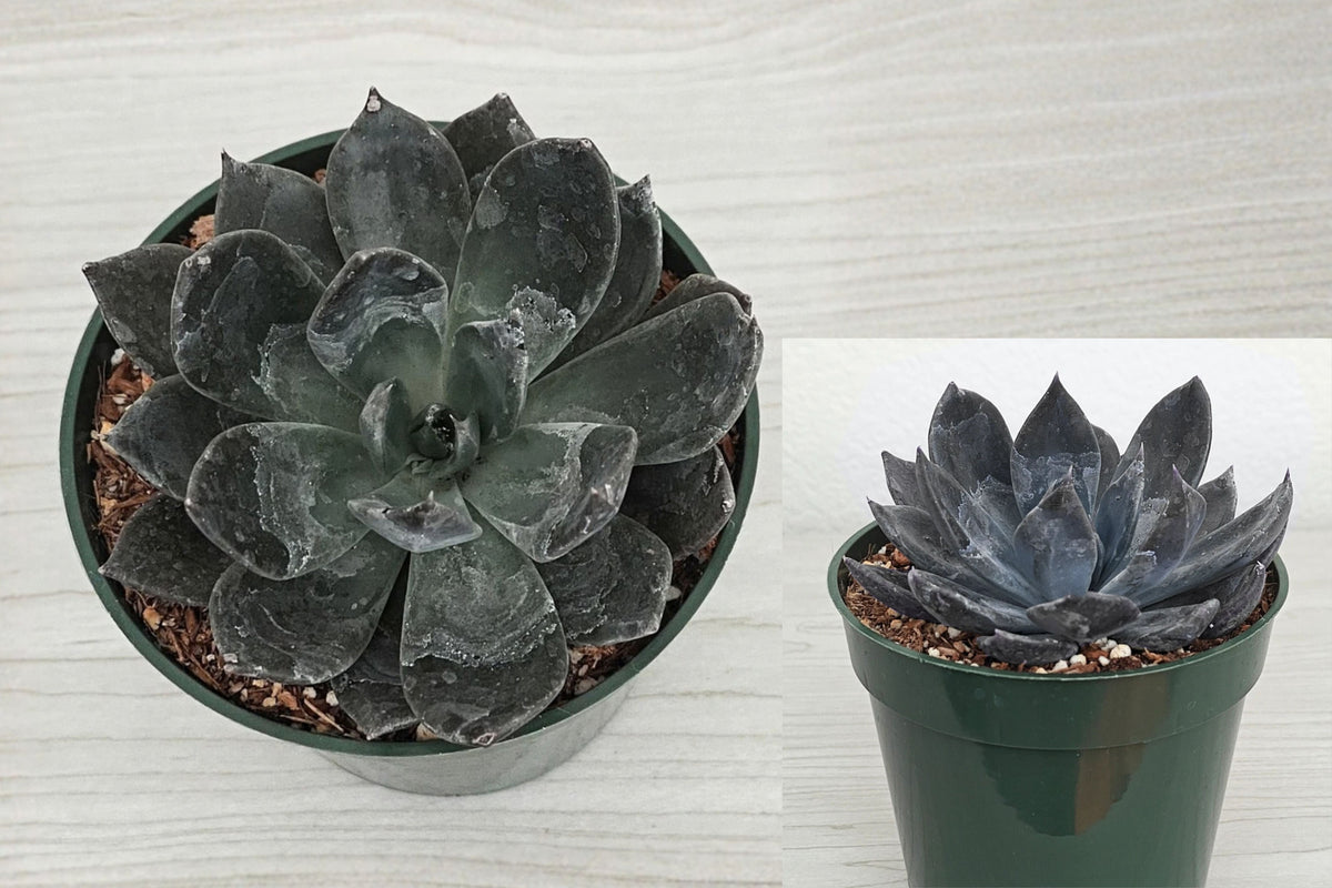 Echeveria 'Black Prince' 1 Live Succulent Plant – 4" – Potted
