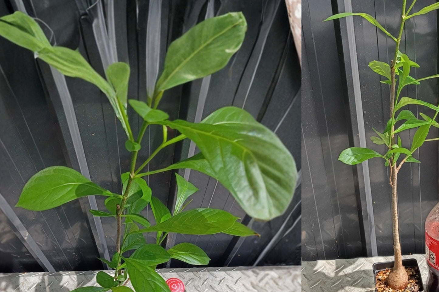 Baobab Live Plant – 12–16 Inch Fully Rooted Potted – Adansonia digitata