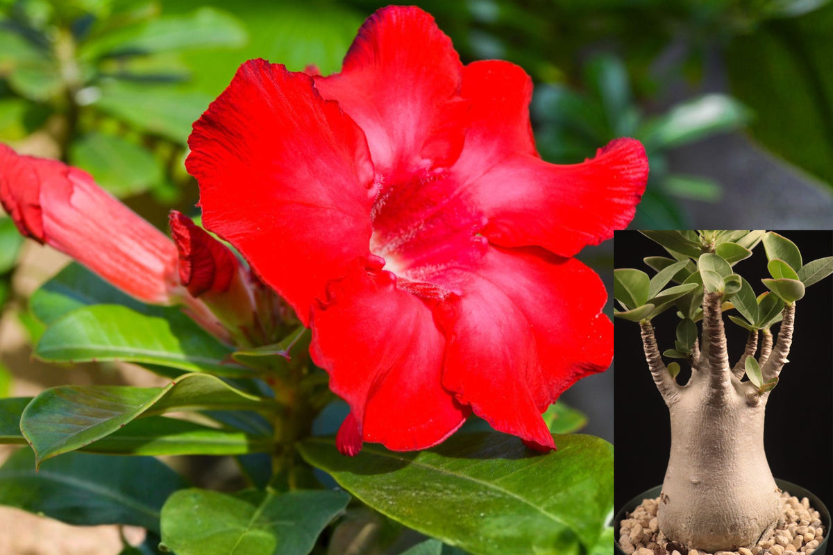 Taiwan Adenium Obesum Live Plant, Desert Rose Red Flowering Succulent, Sun Loving Tropical Plant, Bonsai Style Houseplant