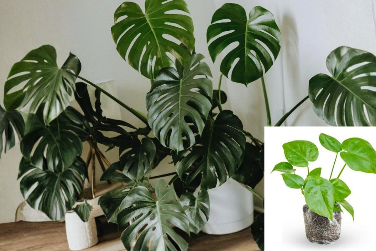 Green Monstera Live Plant, 5–7 Inch Tropical Houseplant Starter, Indoor Foliage Plant, Single Plant Ships Without Pot
