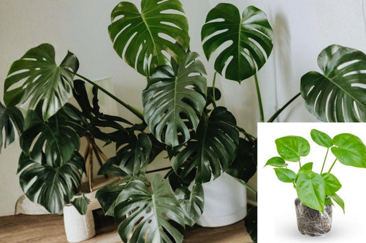 Green Monstera Live Plant, 5–7 Inch Tropical Houseplant Starter, Indoor Foliage Plant, Single Plant Ships Without Pot