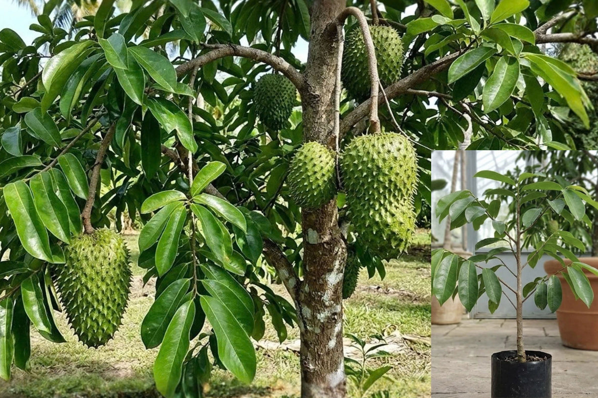 Soursop Live Air-Layered Plant – 2–3 Ft Tall – Guanabana Fruit Tree
