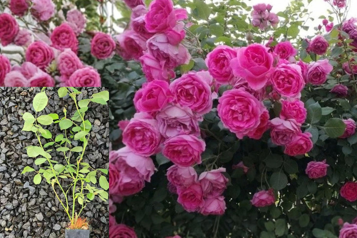 Parade Climbing Rose Live Potted Plant – Rosa 'Parade'