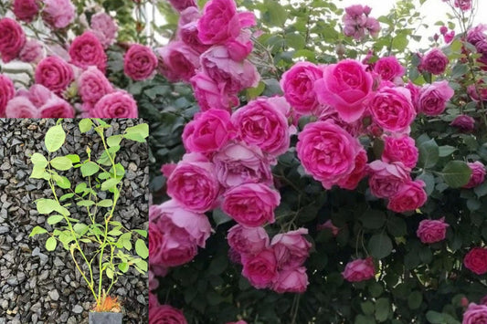 Parade Climbing Rose Live Potted Plant – Rosa 'Parade'