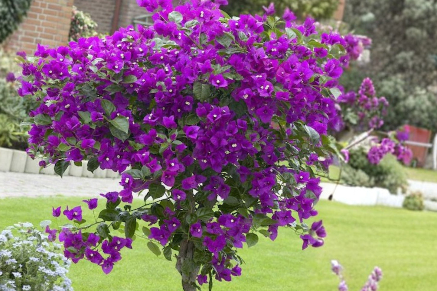 Violet Bougainvillea Live Starter Plant – Well Rooted Ornamental Vine – Bougainvillea