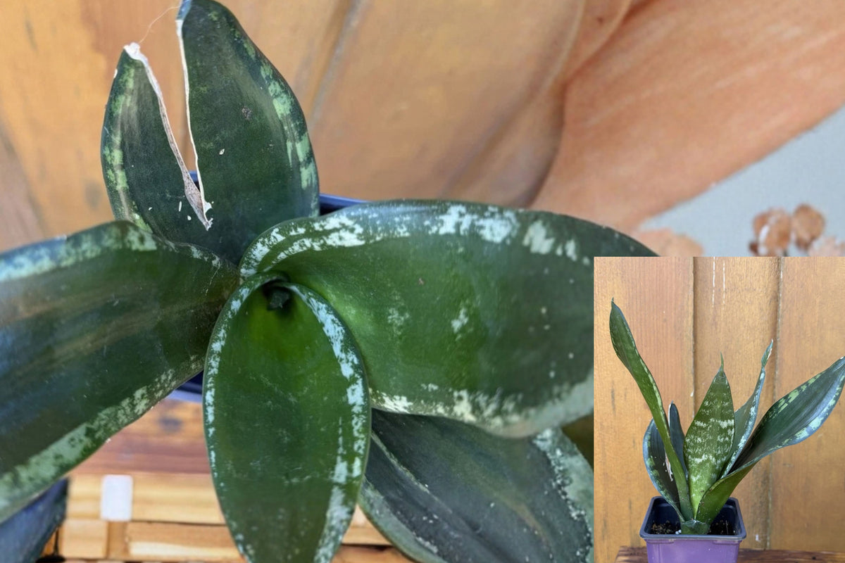 Sansevieria Whitney Snake Plant – 1 Live Bare Root Plant – Sansevieria