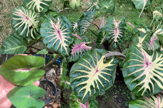 Waikiki Colocasia Live Plant – 1 Starter – 4–6" Tall – Ships Without Pot