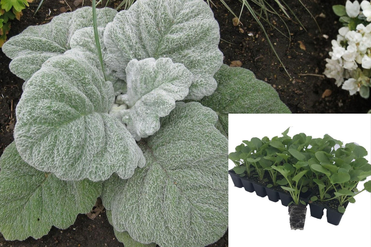 Silver Sage Live Plant Plugs, Salvia argentea Seedlings, 8 Pack of Silvery Fuzzy Leaf Ornamental Plants for Garden Borders