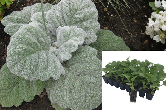 Silver Sage Live Plant Plugs, Salvia argentea Seedlings, 8 Pack of Silvery Fuzzy Leaf Ornamental Plants for Garden Borders