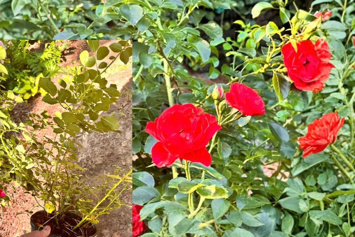 Double Knock Out Rose 1 Gallon Live Potted Plant – Red – Rosa