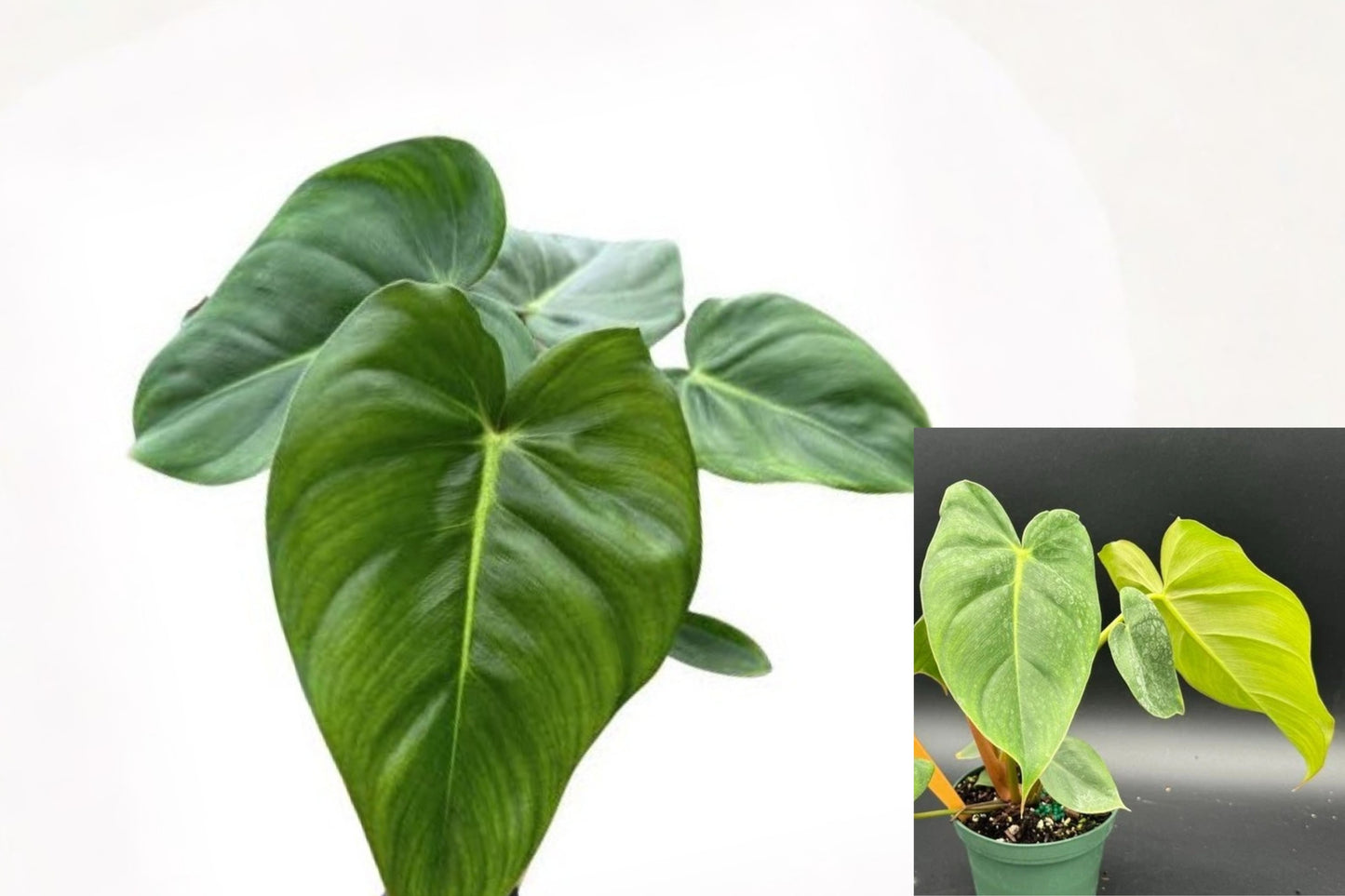 Philodendron Billietiae x Pastazanum Live Plant – 4 Inch Pot