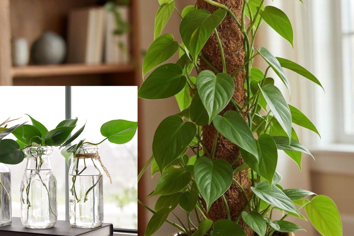 3 Heartleaf Philodendron Cuttings, Unrooted Live Plant Cuttings for Water or Soil Propagation, Indoor Houseplant