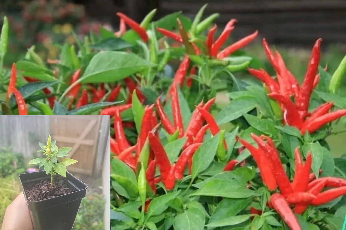Super Chili Pepper Live Plant – 1 Plant – Full Sun Vegetable