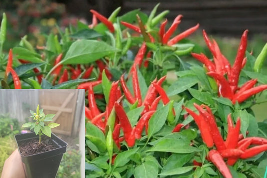 Super Chili Pepper Live Plant – 1 Plant – Full Sun Vegetable