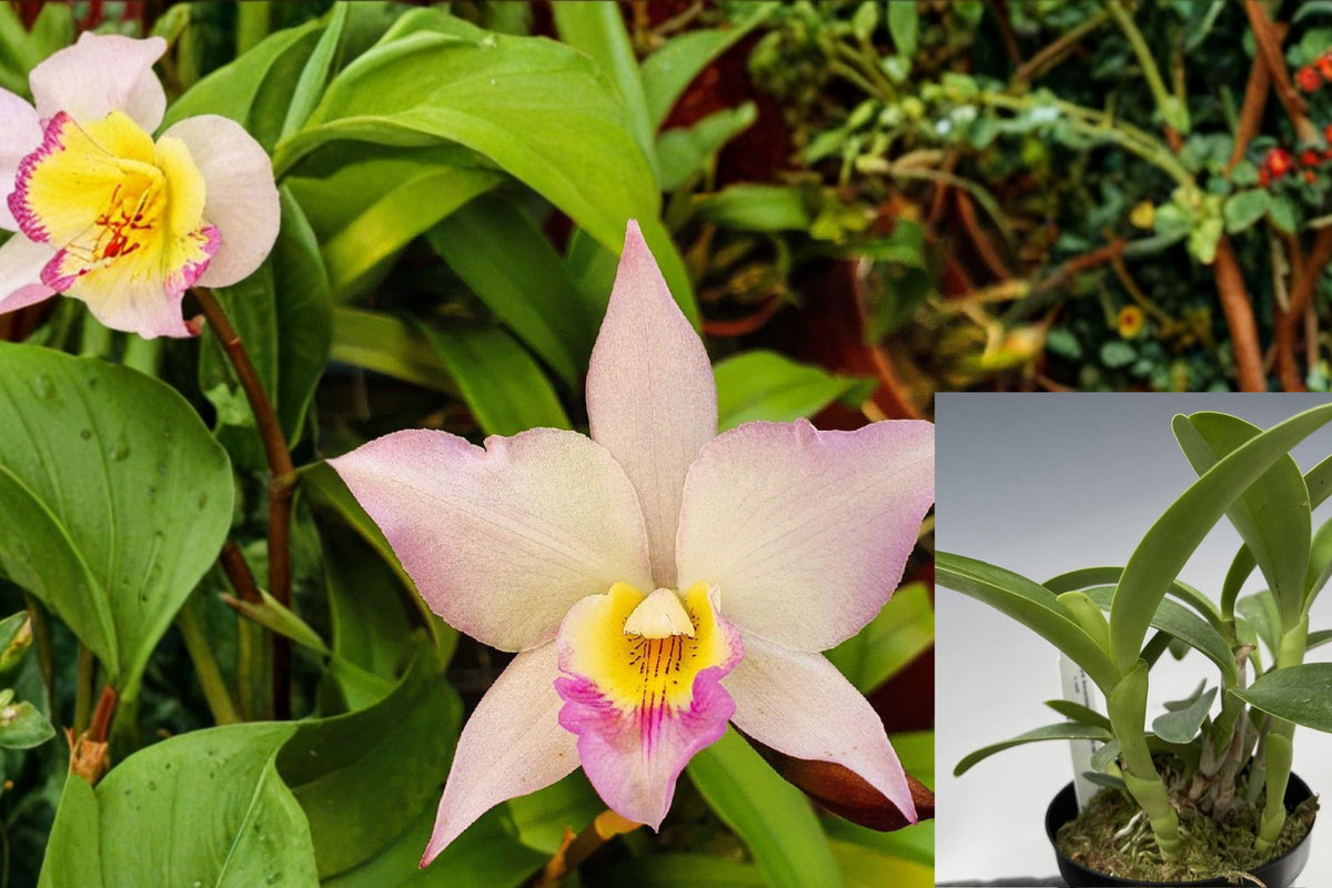 Iwanagara Apple Blossom Orchid, Live Cattleya Alliance Orchid Plant, Blooming Size, Pink White Floral Hybrid