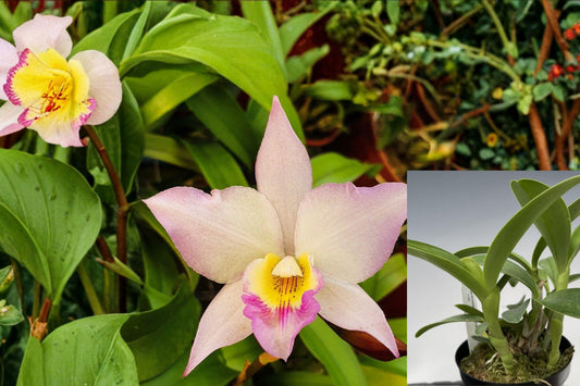 Iwanagara Apple Blossom Orchid, Live Cattleya Alliance Orchid Plant, Blooming Size, Pink White Floral Hybrid