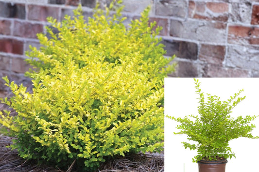Sunshine Ligustrum Live Shrub – 7 Inches – 2.5-Quart Pot – Ligustrum sinense 'Sunshine'