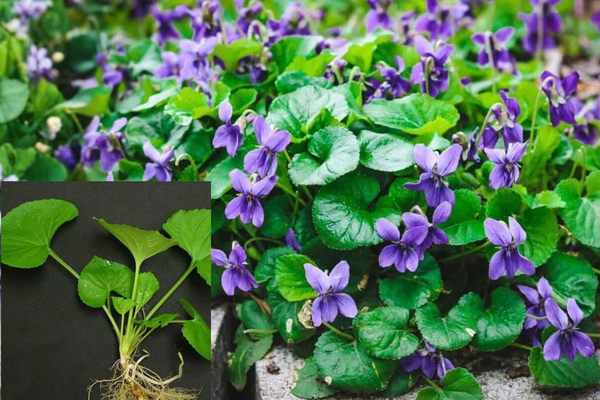 Wild Violets Live Plants 20+ Bare Root – Viola Purple Flowering Perennials