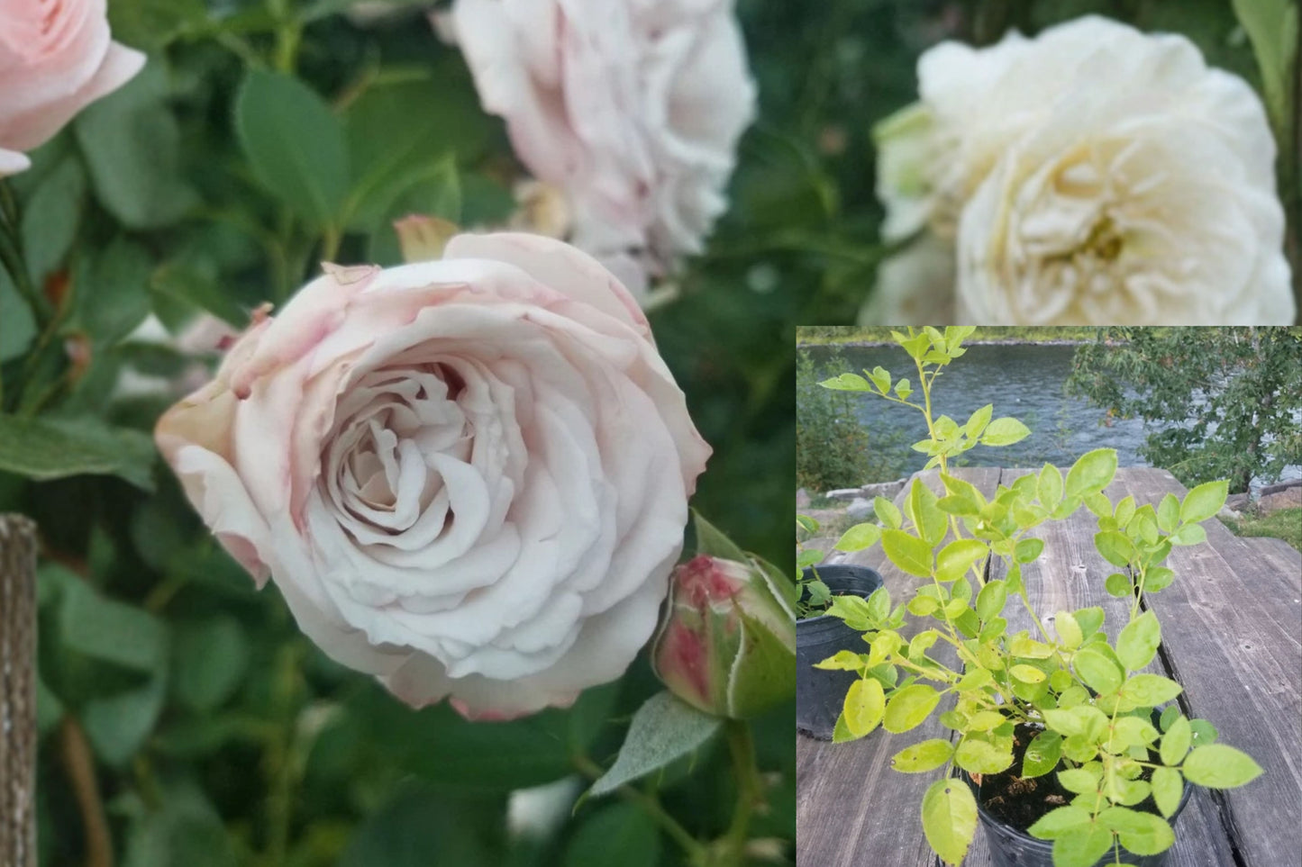 Rosenfaszination Rose Live Plant – 1 Rooted Own-Root Rose Bush