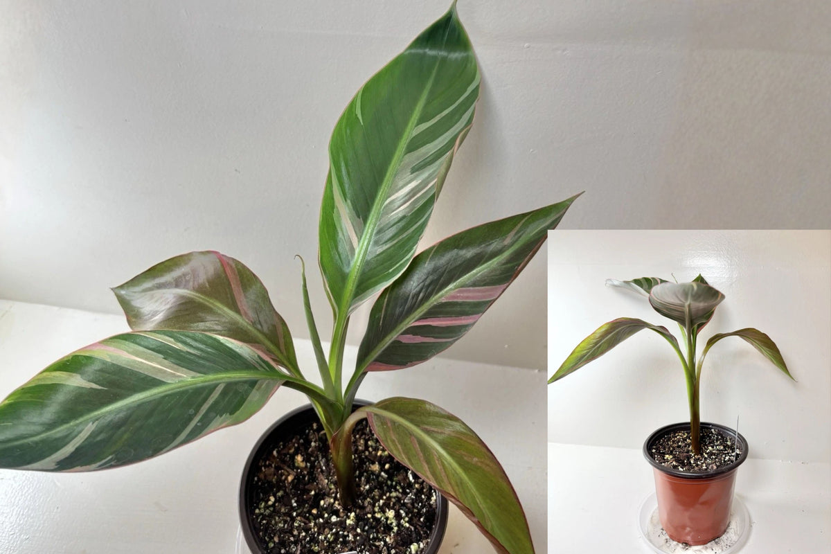 Musa Pink Nono Banana Live Plant, Tropical Banana Plant, 6 Inch Grow Pot, Pink Foliage Houseplant, Potted Tropical Plant