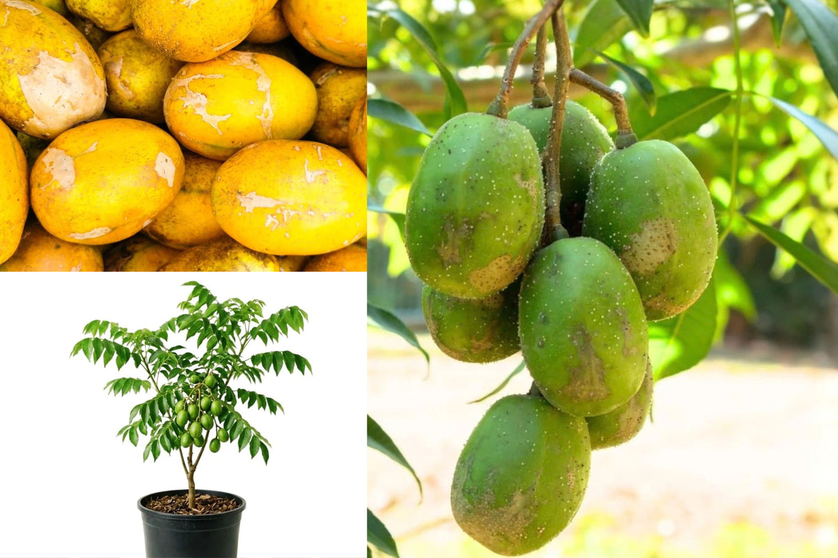 June Plum Live Plant, 14–16 Inches Tall, 1 Gallon Pot – Spondias dulcis