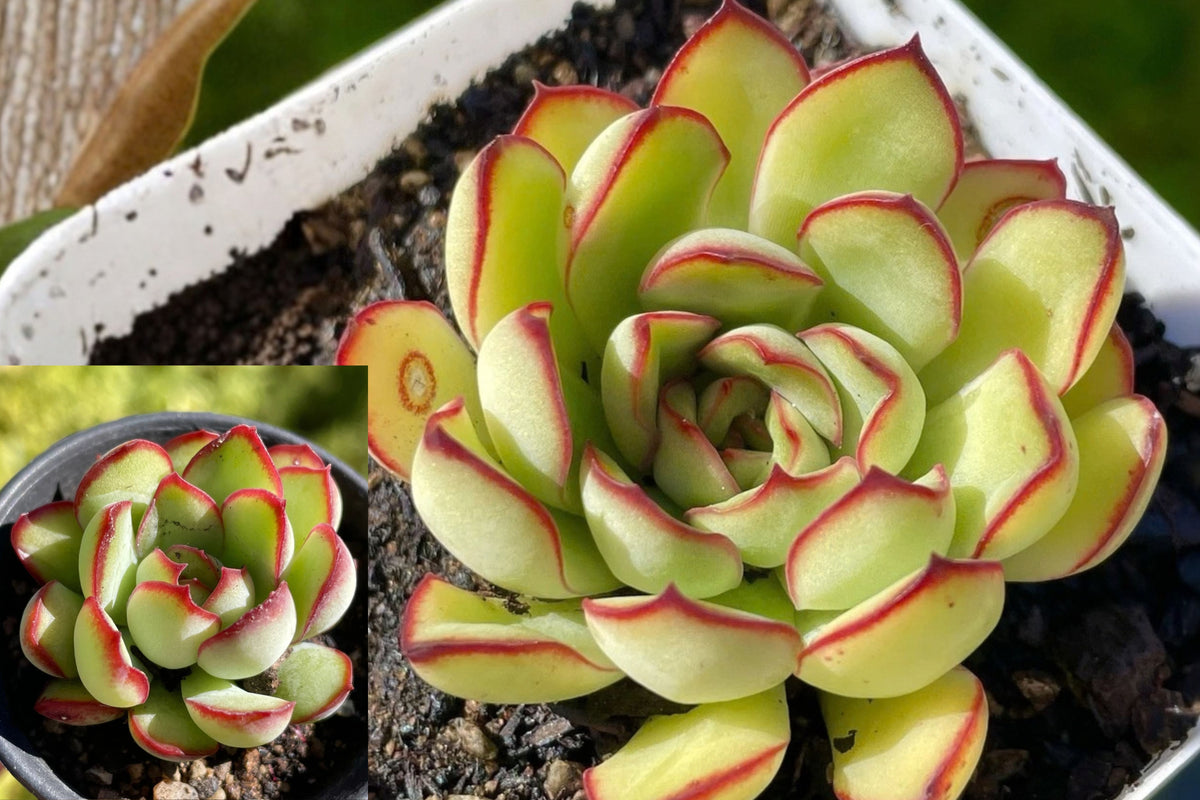 Echeveria pulidonis Live Succulent – 1-Inch Fully Rooted Bare Root Plant
